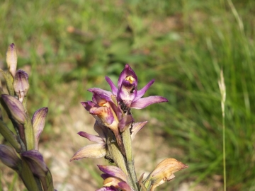 2014-05-16 lonato orchidee 024.jpg