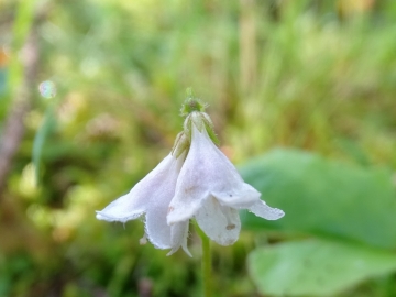 2015-07-04_05 rifugio Corti 023 - Copia