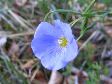 2009-05-17 Monte Tombea 020