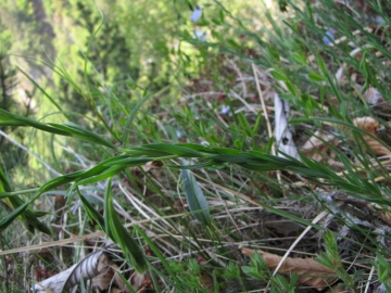 2009-05-17 cime Tombea 045