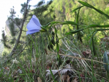 2009-05-17 cime Tombea 046