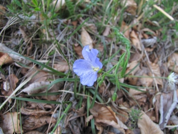 2009-05-17 cime Tombea 047
