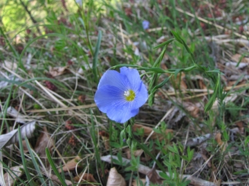 2009-05-17 cime Tombea 047linum alpinum (1)