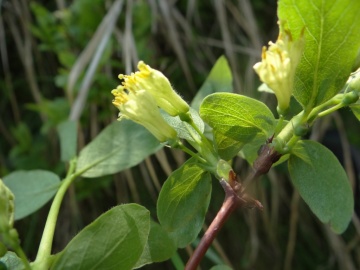 Lonicera-cerulea-1