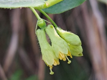 Lonicera-cerulea-4