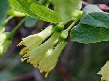 Lonicera-cerulea-5