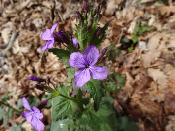 2014-03-26-passo-Bliben-019-Copia