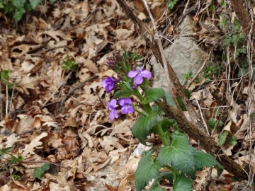 2014-03-26-passo-Bliben-026-Copia