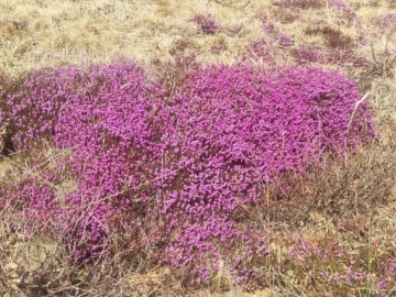 2025-04-05-malga-Mesorzo-16