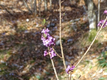2025-03-30-Malga-Pontogna-22