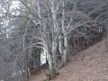 2025-03-30-Malga-Pontogna-40