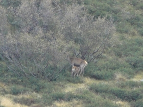 2012-09-30 Valgrande cervi 012