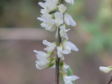 2026-10-28-malga-Mignolino-Melilotus-12a