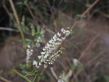 2026-10-28-malga-Mignolino-Melilotus-15