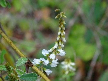 2026-10-28-malga-Mignolino-Melilotus-17