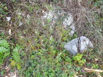 2026-10-28-malga-Mignolino-Melilotus-19