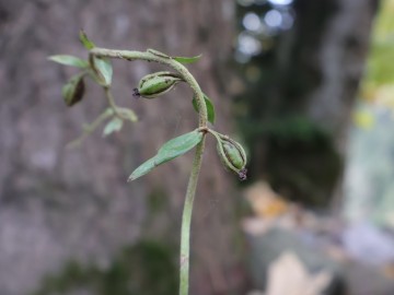2026-10-28-malga-Mignolino-Melilotus-21