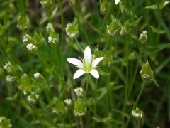 Minuartia austriaca