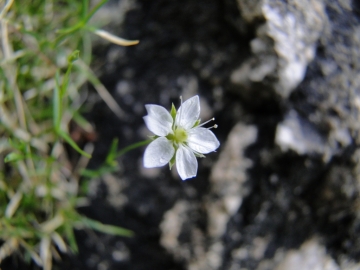 2011-07-24 Cime Alben 095