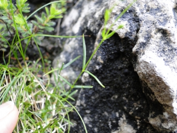 2011-07-24 Cime Alben 096