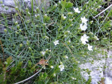 2011-07-24 Cime Alben 114