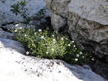 2011-07-24 Cime Alben 119