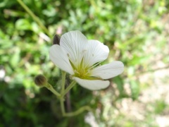 Minuartia laricifolia