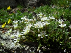 Minuartia recurva