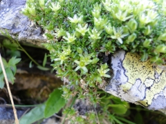 Minuartia sedoides