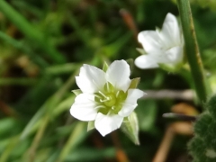 Minuartia verna