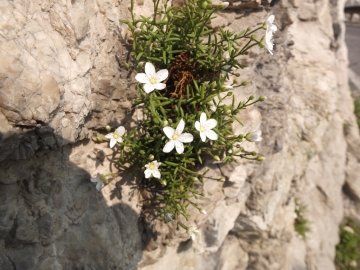 2014-04-02  salita alla Pieve Tremosine 121