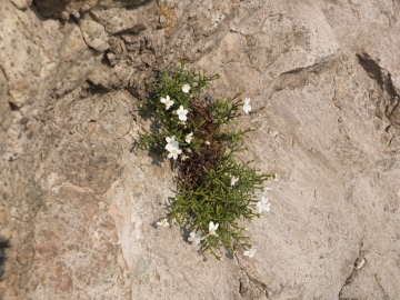 2014-04-02  salita alla Pieve Tremosine 122