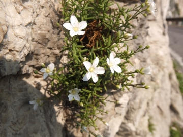 2014-04-02  salita alla Pieve Tremosine 124