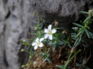 2014-02-16 Vello e Torbiere 094