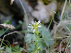 Moehringia ciliata