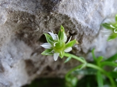 Moehringia concarenae