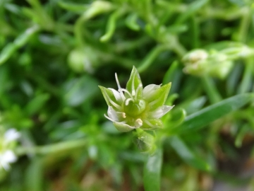 2015-07-09 cimone della bagozza fiori 047