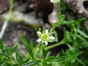 2015-07-09 cimone della bagozza fiori 064