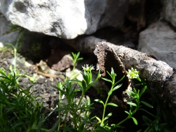 2015-07-09 cimone della bagozza fiori 066