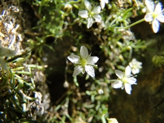 Moehringia glaucovirens