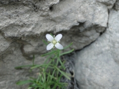 Moehringia markgrafii