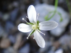 Moehringia muscosa