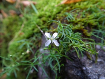 2010-11-06 fiumenero (6)