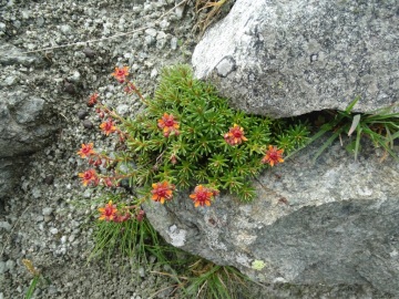 2021-07-31-Tatschspitze-Montaccio-di-Pennes-24