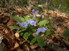 2018-04-25 monte Foldone da Catremerio (22)