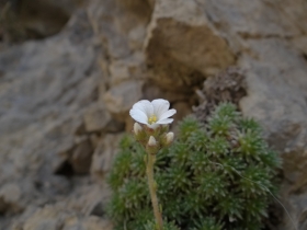 2018-04-25 monte Foldone da Catremerio (80)