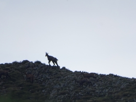 2017-06-21 monte Remà valle Aperta (20)