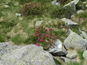 2017-06-21 monte Remà valle Aperta (56)