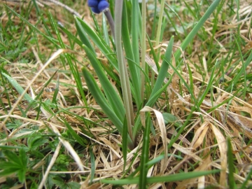 2010-05-30 rifugio olmo 041