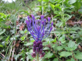 2009-04-19 corno nero vesio 202